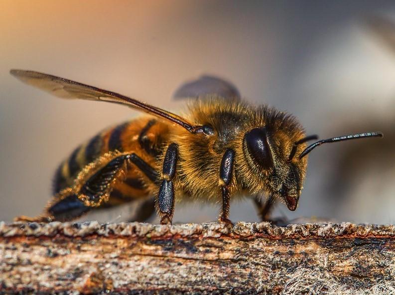 abeja