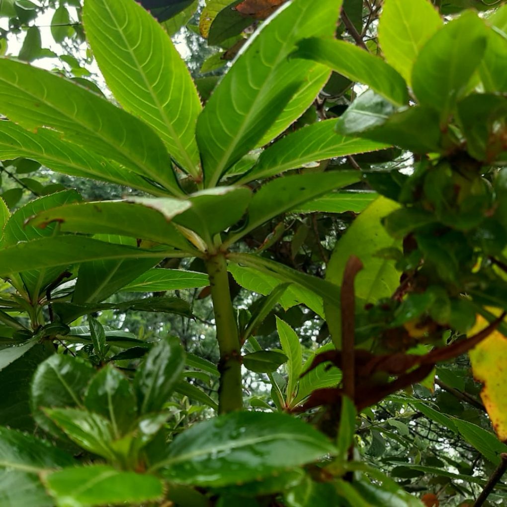 Planta2