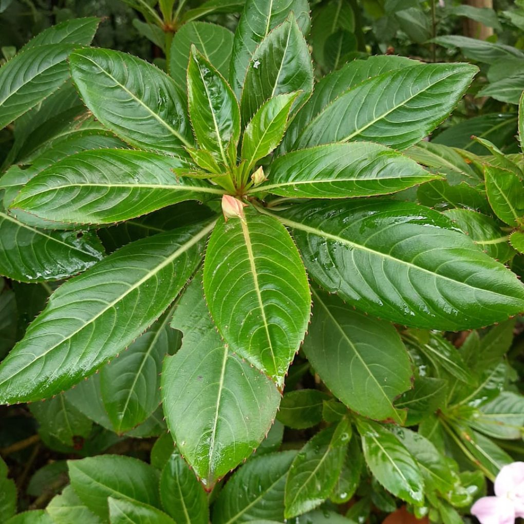 Planta3