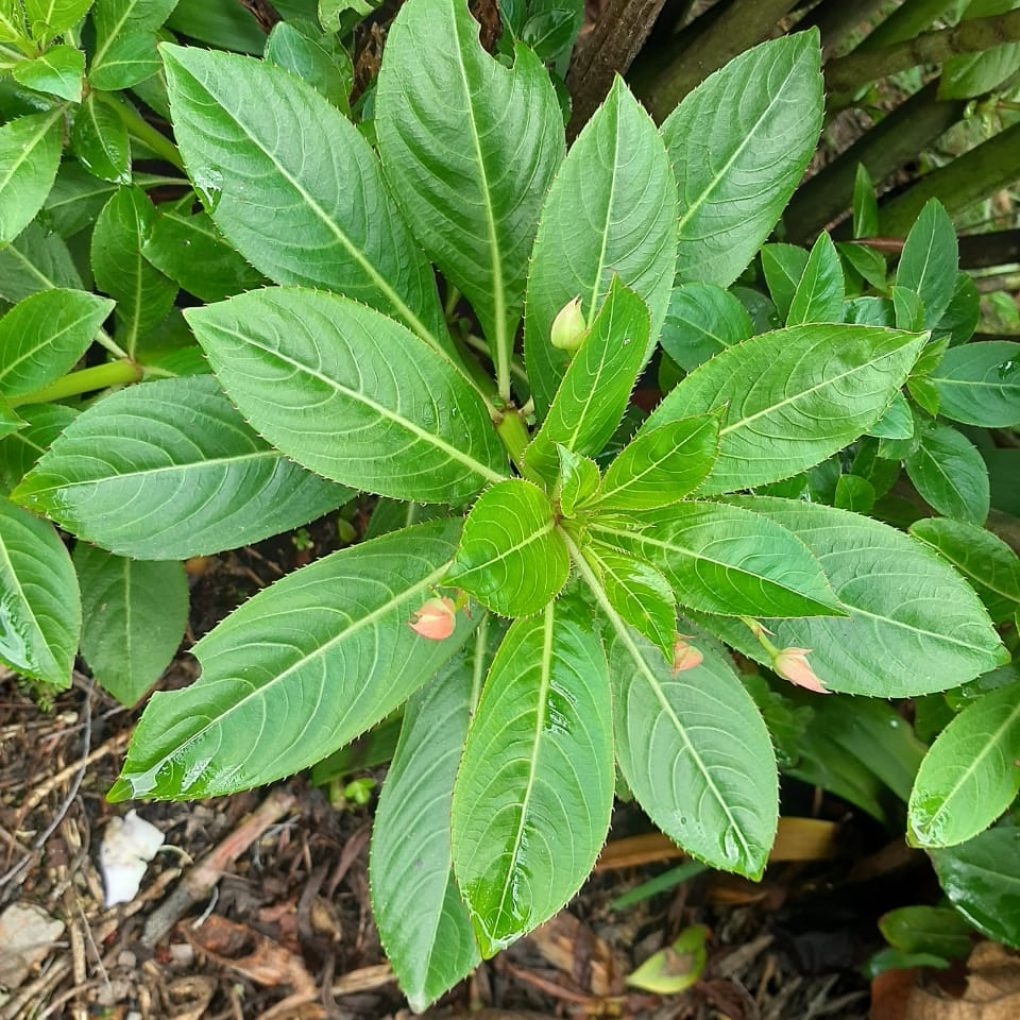 Planta4