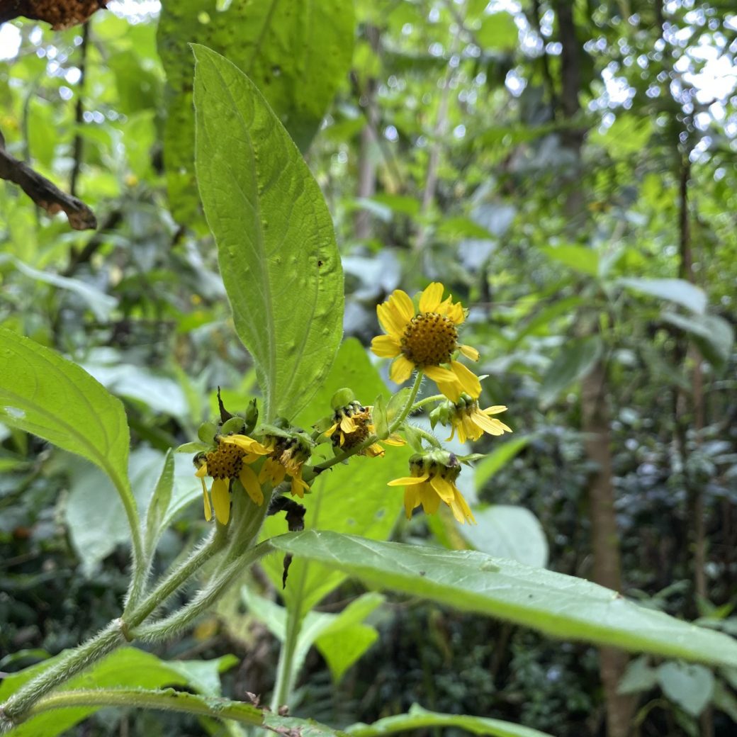 amarilla