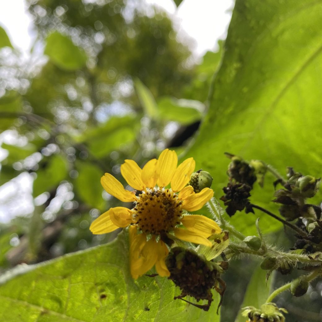 flor