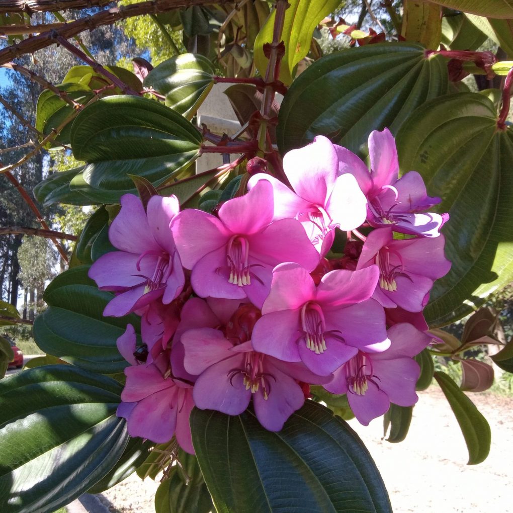 flor2