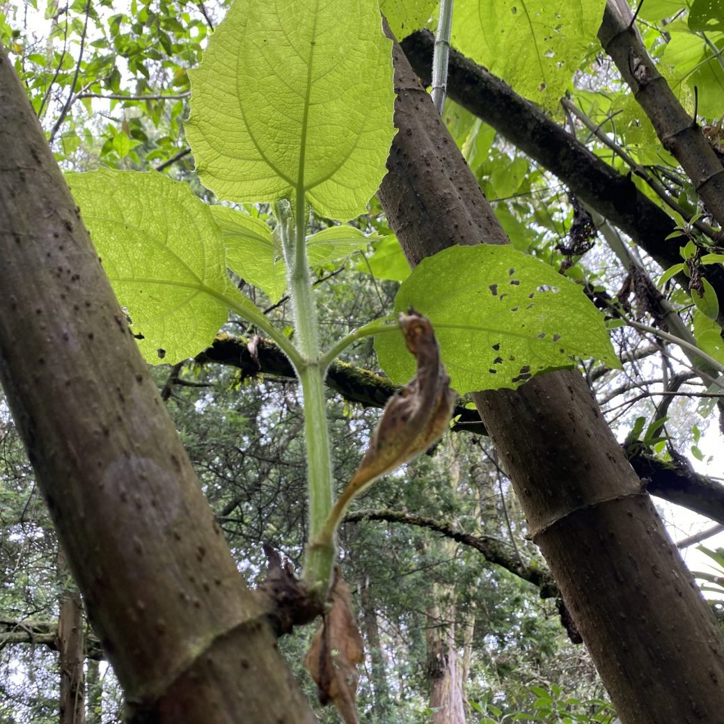 hoja