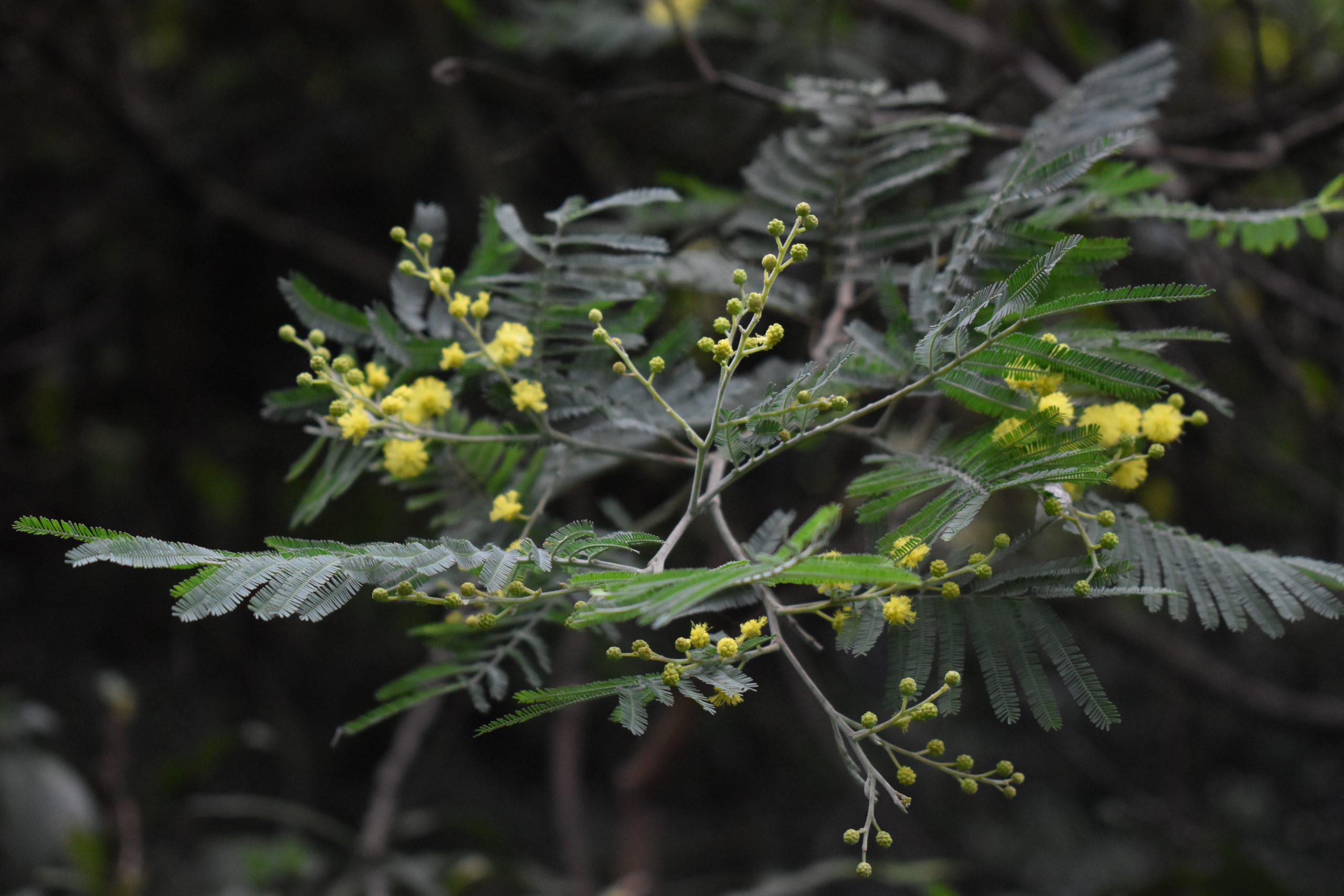 Acaciagris
