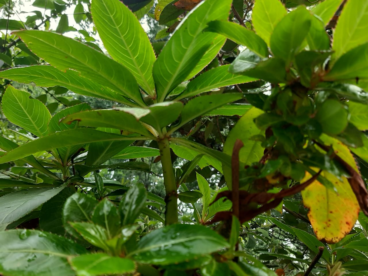 Planta2