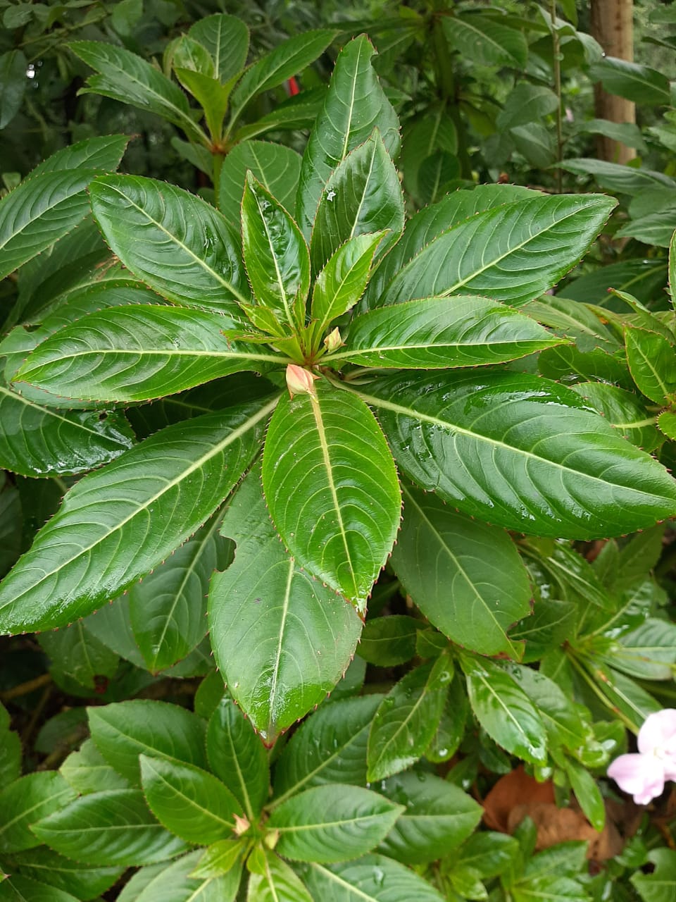 Planta3