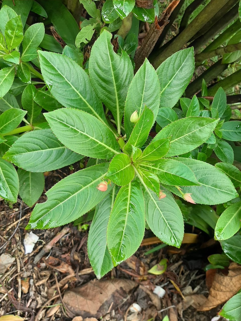 Planta4