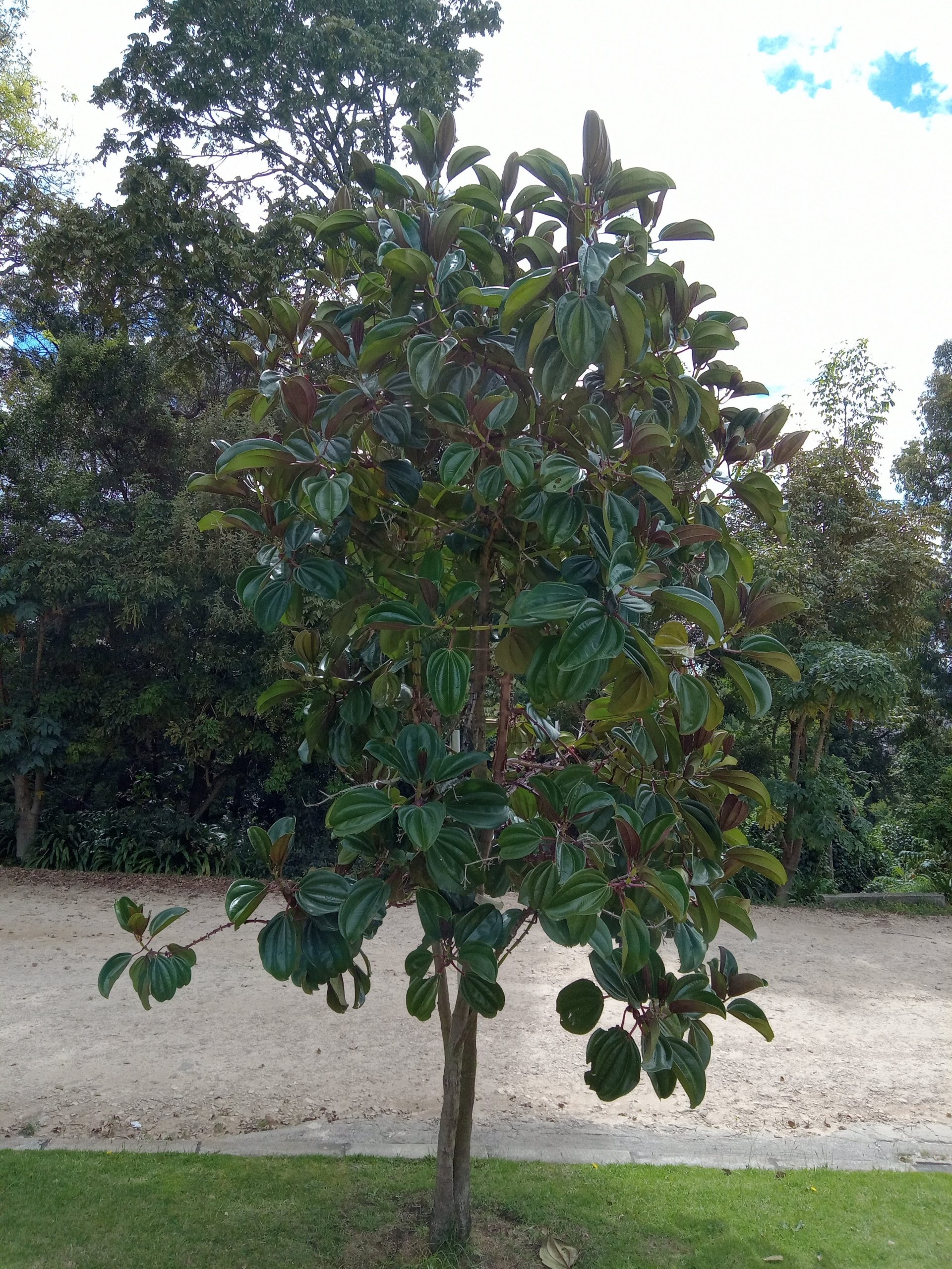 arbol