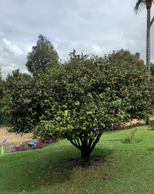 camelia