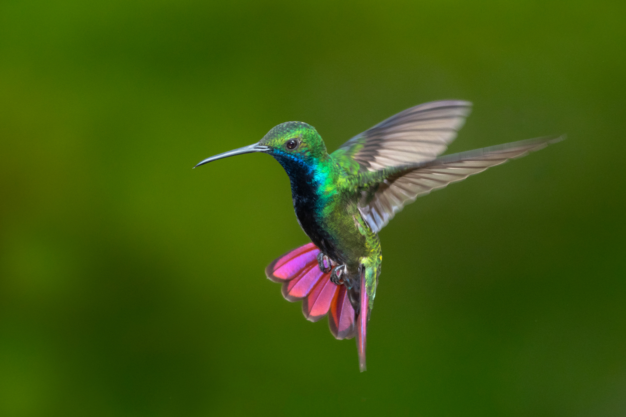 Black-throated Mango hovering with a a dark background