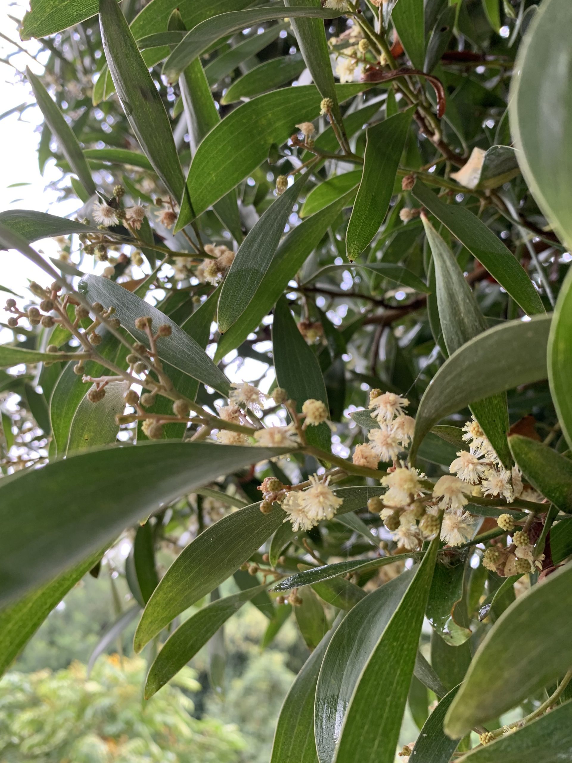 flor