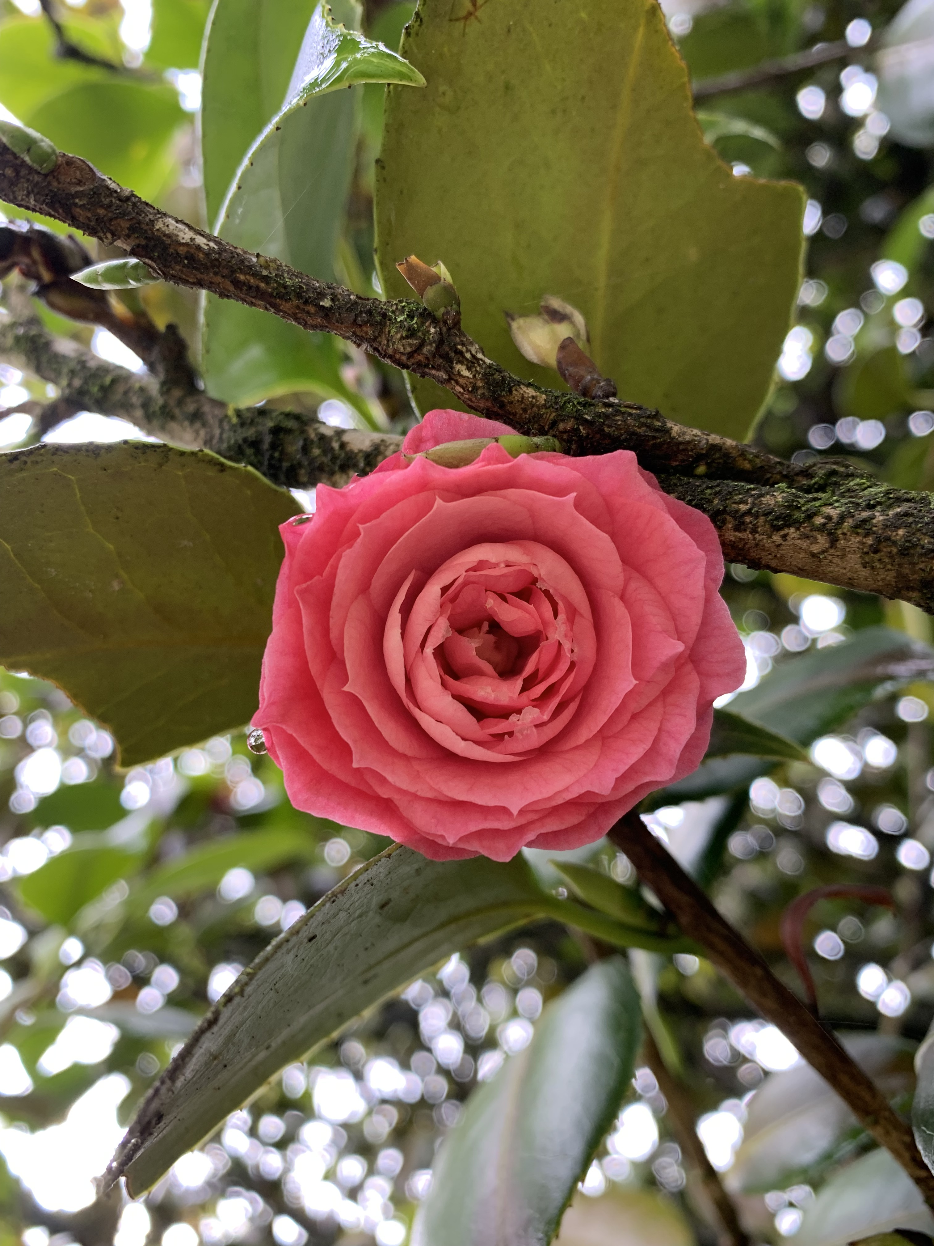 flor