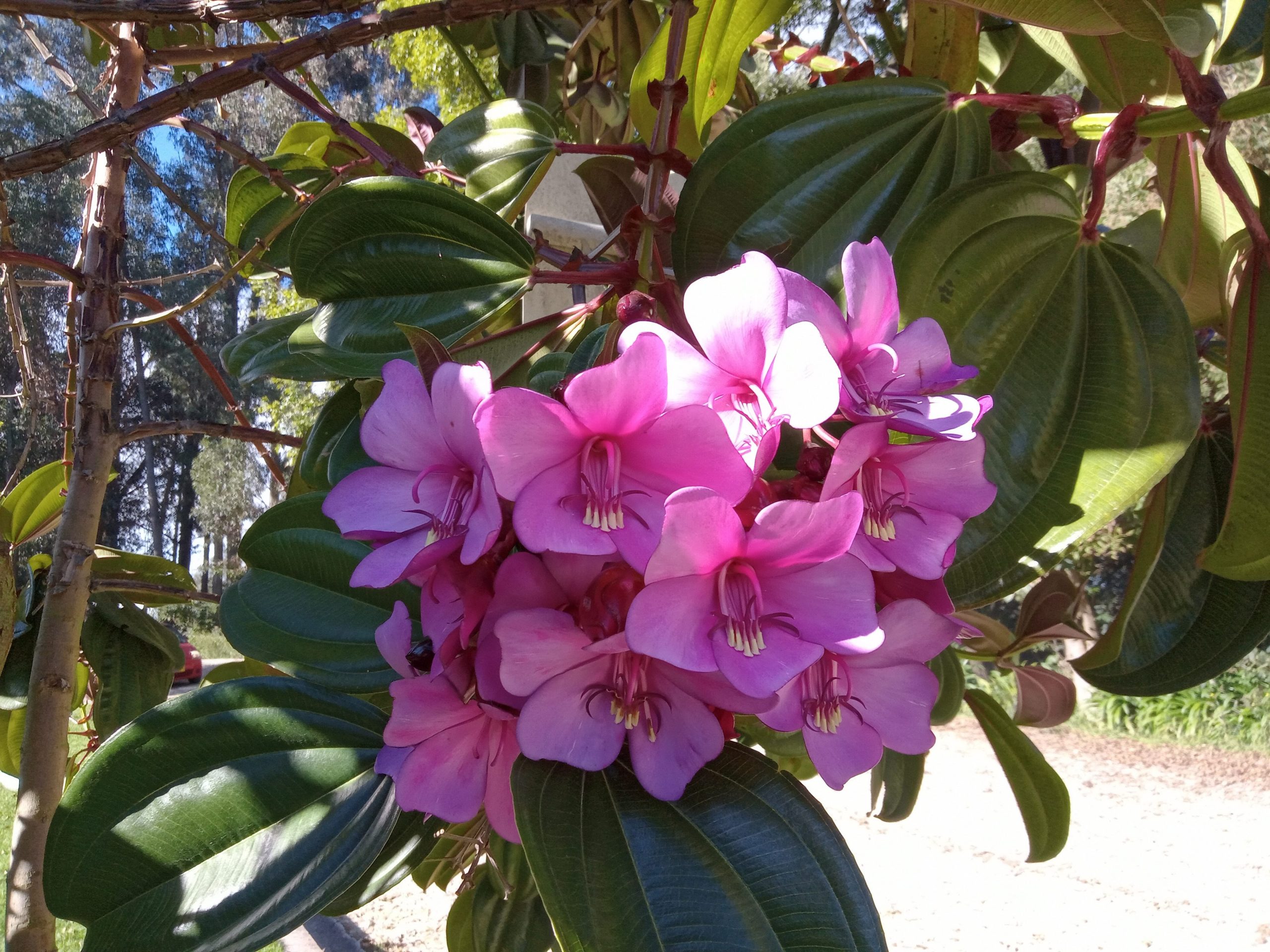 flor2