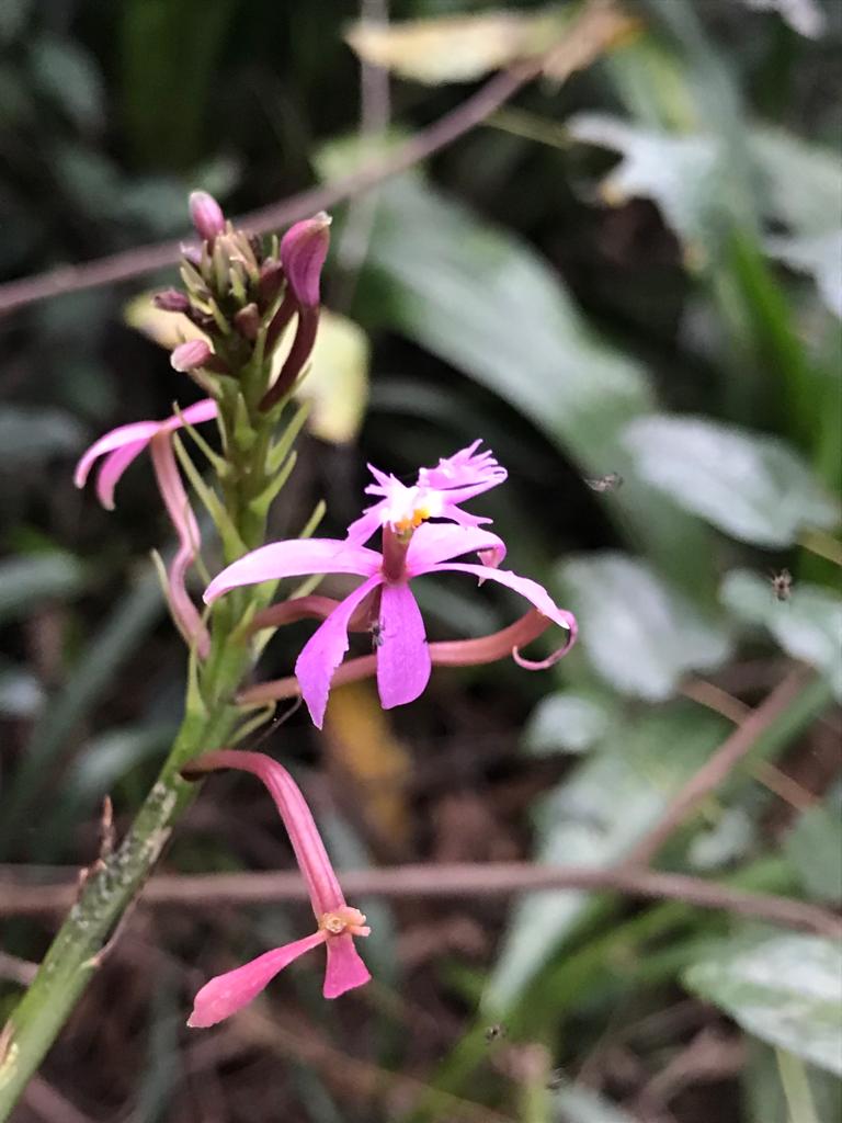 flores
