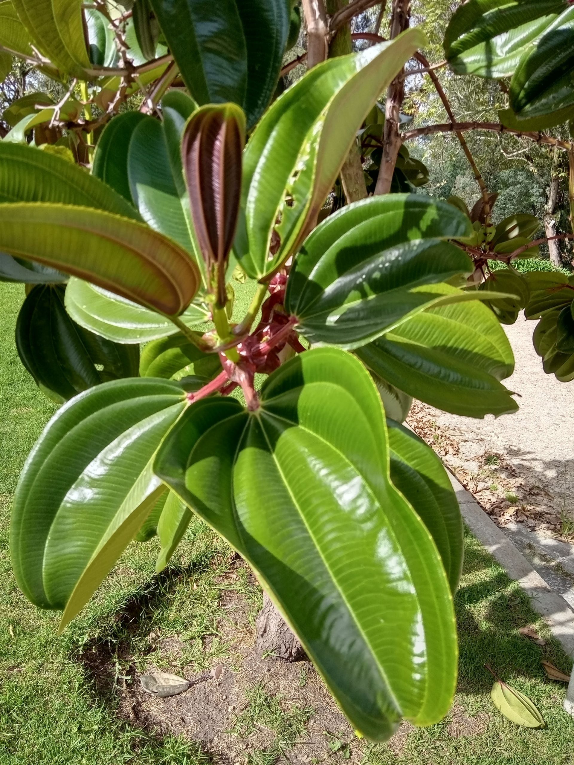 hojas