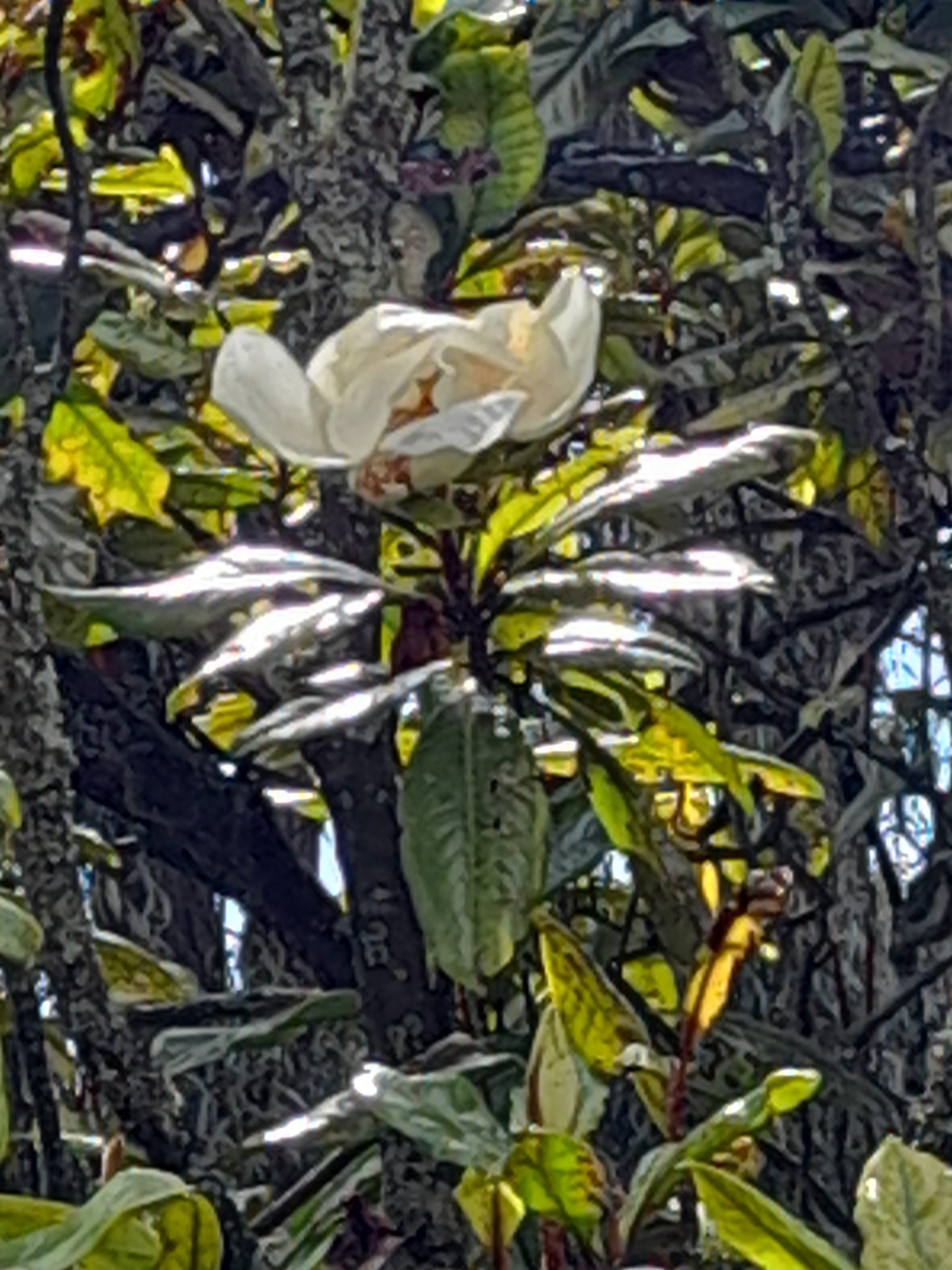 magnolio-arboreo