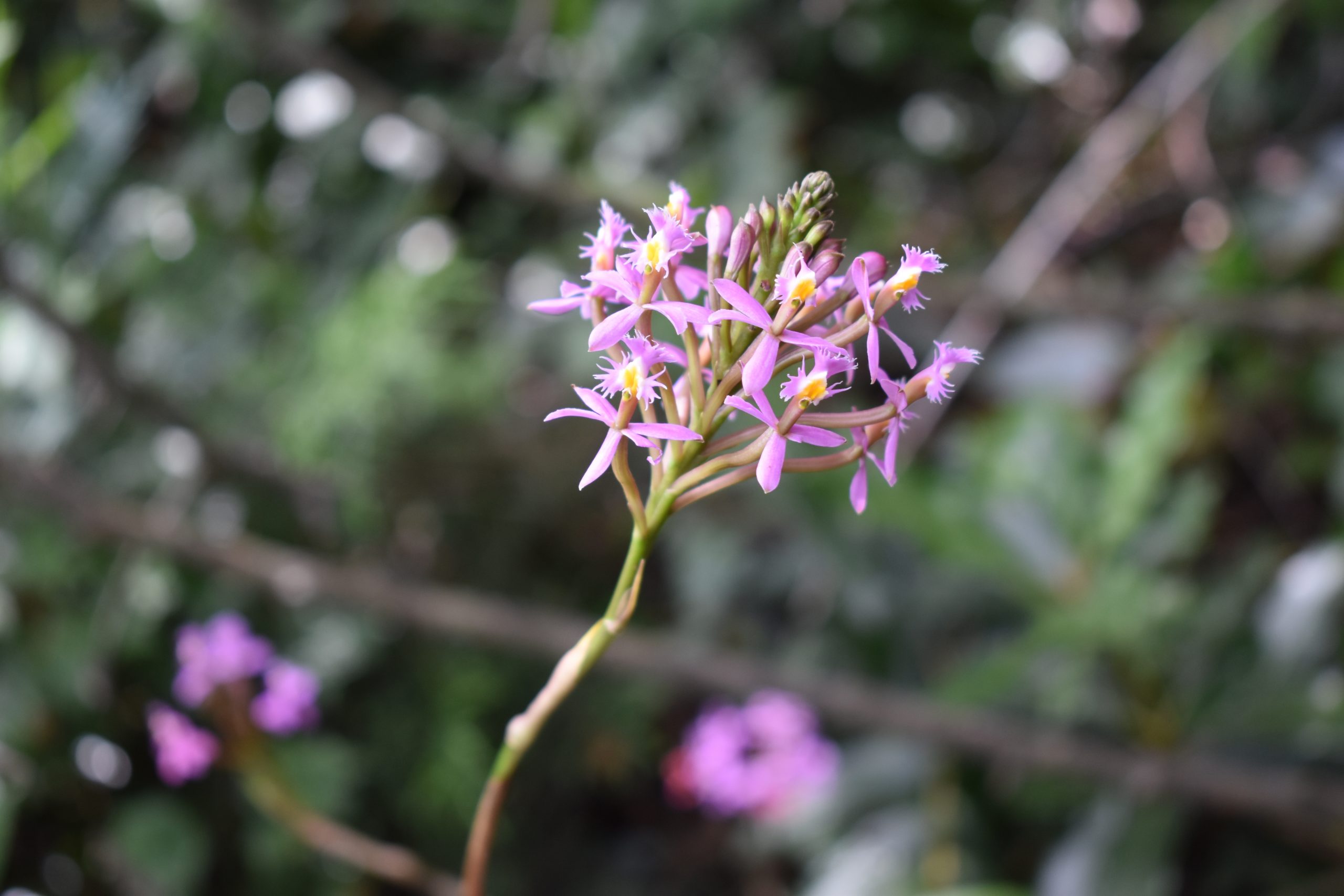 orquidea