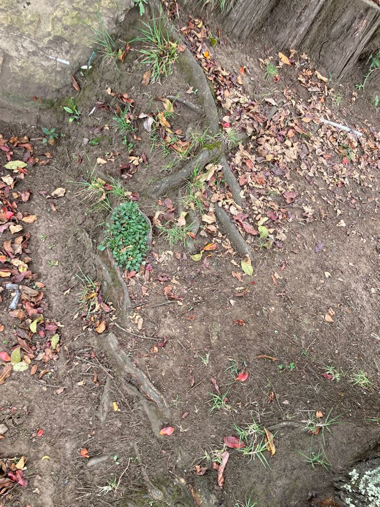raices