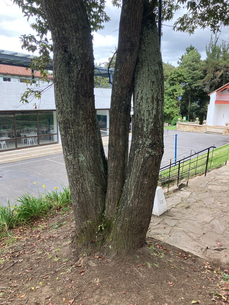 tronco