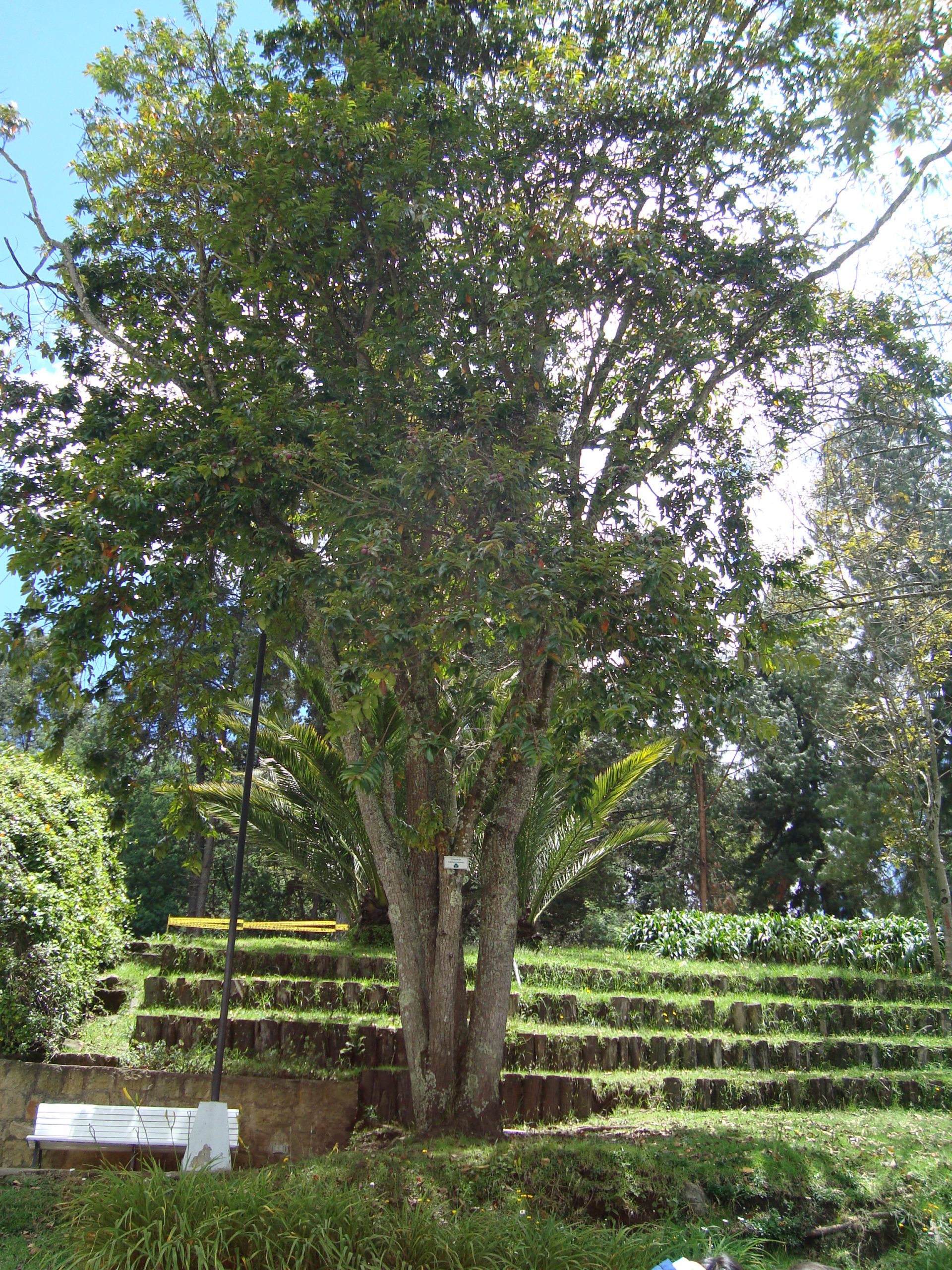 Guayacán. Lafoencia acuminata